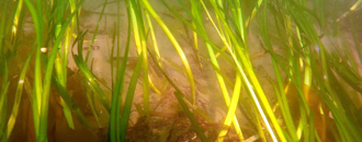 Video Sled Eelgrass Image