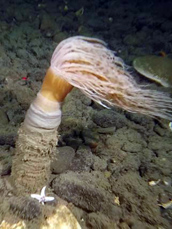 Burrowing anemone in pebble/cobble habitat