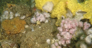 HD Video Screen Capture of Benthic Biota