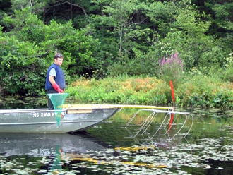 Electroshock fishing for mercury tissue analysis