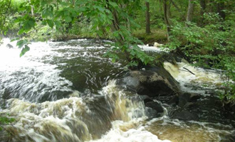 River and Bordering Vegetated Wetland